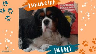 Tapahtuman Lukukoira Helmi kuva